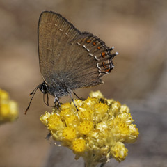 Fototapeta premium Satyrium ilicis, Ilex Hairstreak on Helichrysum italicum bloom