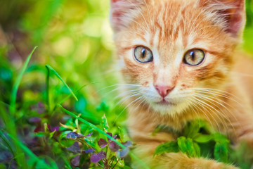 Naklejka na ściany i meble Young Kitten Is Hunting On Green Grass