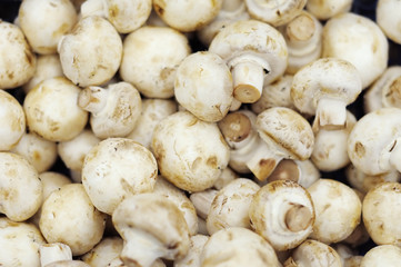 Mushrooms background