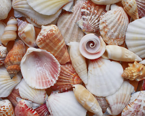 Variety of colorful sea shells closeup, marine background