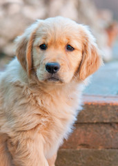 Fototapeta premium cute golden retriever puppy