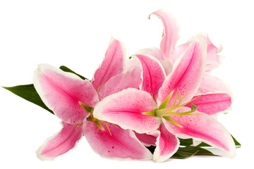 Obraz na płótnie Canvas piękna różowa lilia, na białym tle