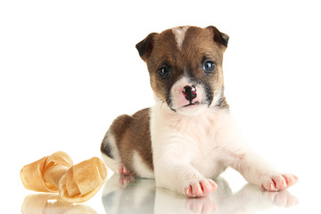 Beautiful little puppy with stone isolated on white