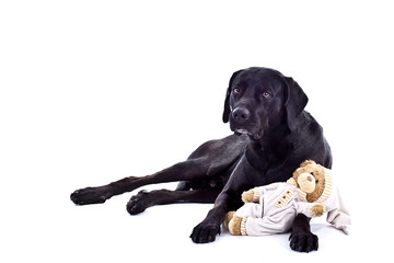 Hund mit einen Teddybaer