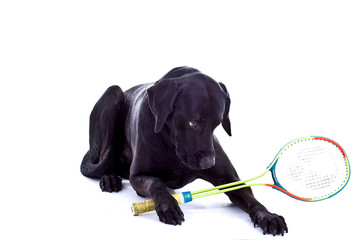 Hund mit Sqasch Schl&auml;ger