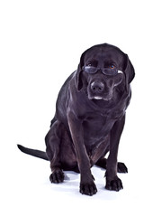 Hund mit Sehschwäche