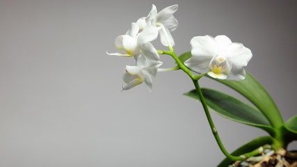 Fototapeta na wymiar Biała orchidea na szarym tle