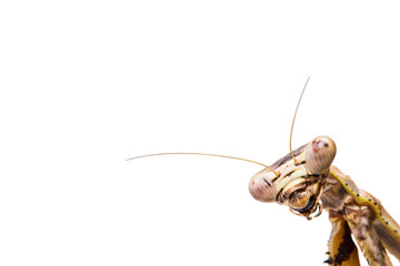mantis on white