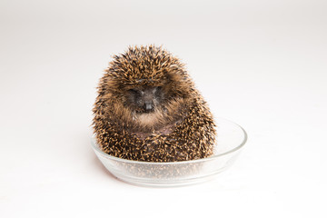 Rolled up hedgehog
