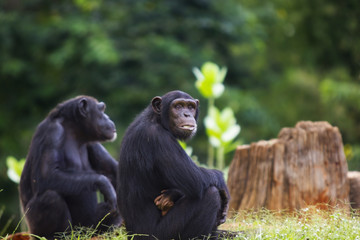chimpanzee