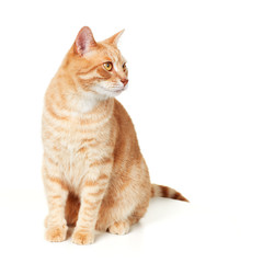 Cat portrait.