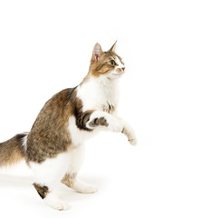 Beautiful  young cat