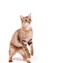Beautiful  young cat