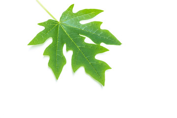 Papaya Leaf isolated