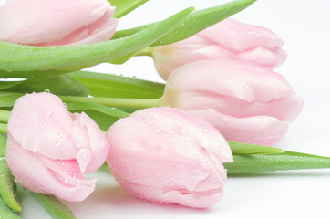 Fototapeta premium Spring Tulips