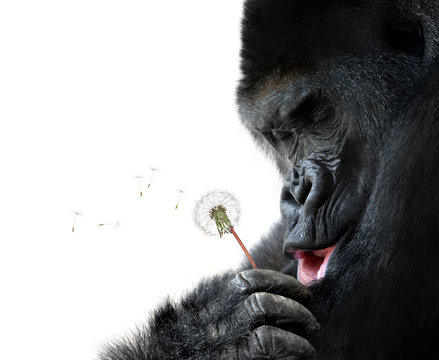 Gorilla making a wish, isolated on white background