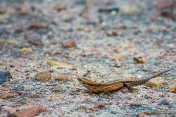 Lizard on stone