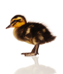 Domestic duckling