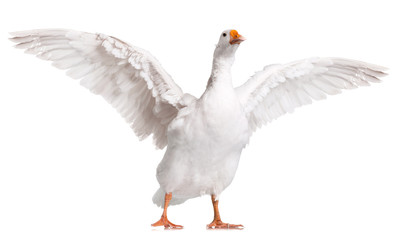 Naklejka premium Domestic goose