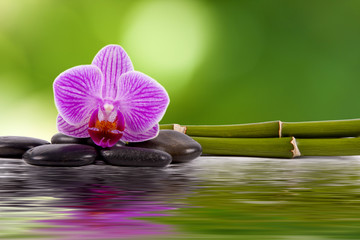 orquidea, piedras, bambú y agua