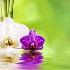 orquídeas y bambú con reflejo en el agua
