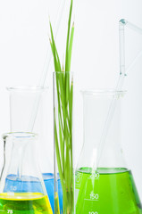 Green plants in laboratory equipment