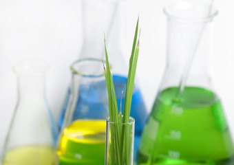 Green plants in laboratory equipment