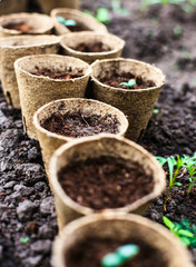 Seedlings beginning to grow in a propagator - shallow dof