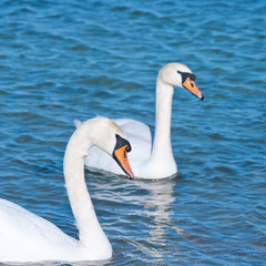 two white swans is floating