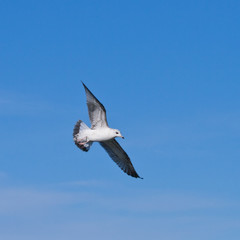 seagul flying at the blue sky