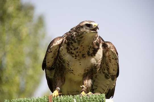 Busardo Ratonero - Buteo buteo