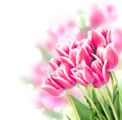 Fresh spring tulip flowers isolated on white