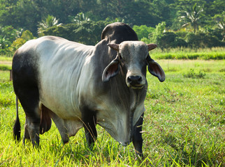 Vache Braham dans les verts pâturages