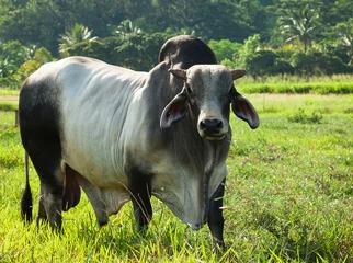Rideaux tamisants Vache Vache Braham dans les verts pâturages