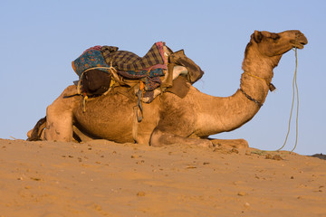Camel in Pushkar, Rajasthan, India