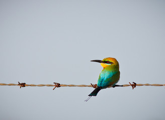 Rainbow bee-eater perched on wire