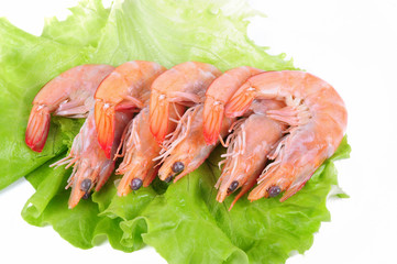 Shrimps on a white background