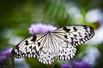 Butterfly Wings