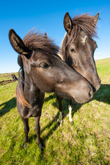 Icelandic horses