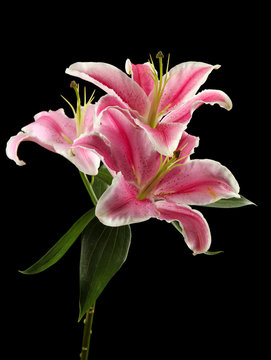 Fototapeta beautiful pink lily, on black background