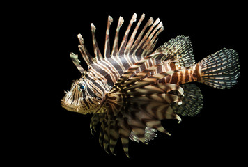 Isolated shot of a Lion fish - Powered by Adobe