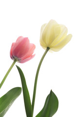 Pink and white tulips isolated on white background