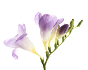 Obraz na płótnie Canvas Fioletowy kwiat frezja, odizolowane na białym