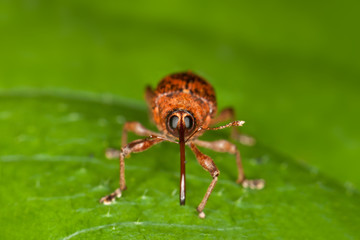 Weevil