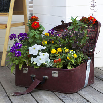 colorful Primulas and petunia in rattan suitcase