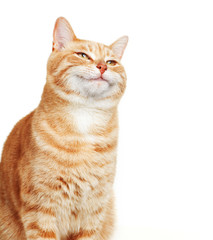 Cat portrait.