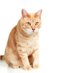 Obraz premium Cat portrait.