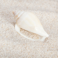 Neat seashell on the sandy beach