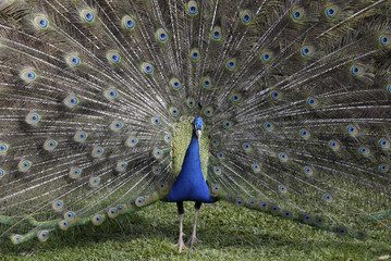 Pfau im Botanischen Garten Funchal
