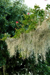 Spanish Moss Hanging from a tree